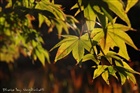 dailyPhoto1